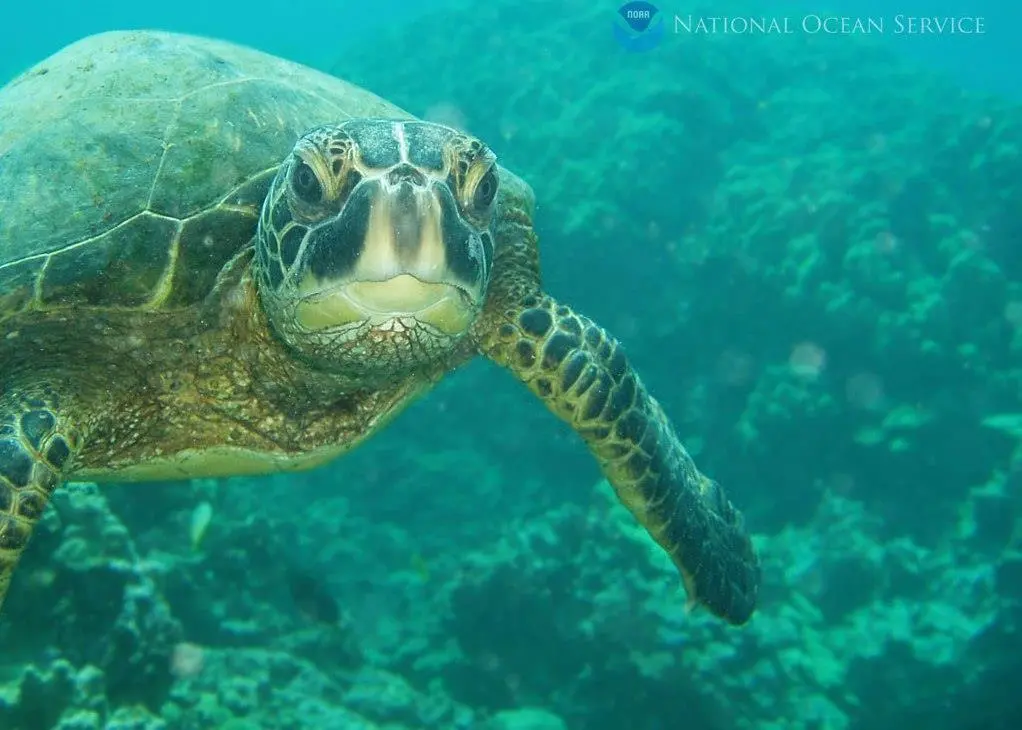 Sea turtle. Credit: NOAA