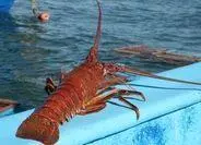 Baja California red rock lobster, Mexico