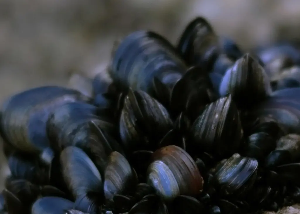 Much can be learned from Shetland, where there is community and stakeholder involvement in inshore shellfish resource management.