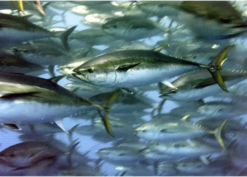 An increase in the number of juvenile southern bluefin tuna over the last four years is encouraging news for the rebuilding of the species. Photo: AFMA