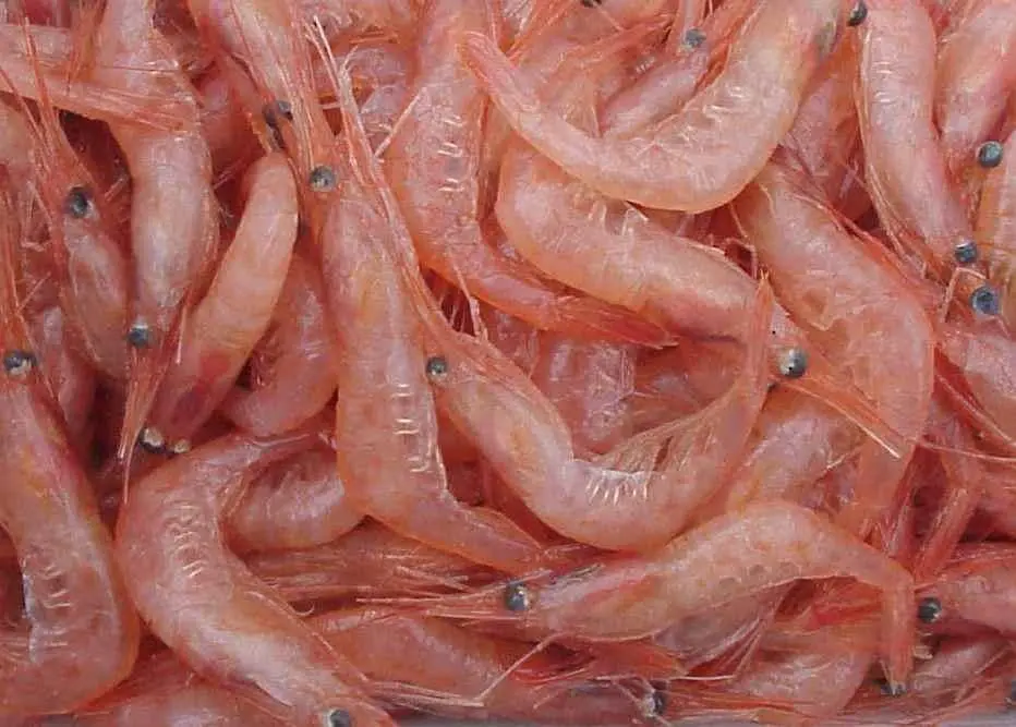 The Oregon pink shrimp fishery has entered MSC assessment for re-certification