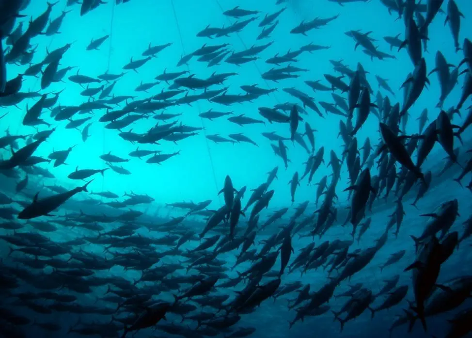 Inside a bluefin tuna cage. Credit: Marco Carè/Marine Photobank