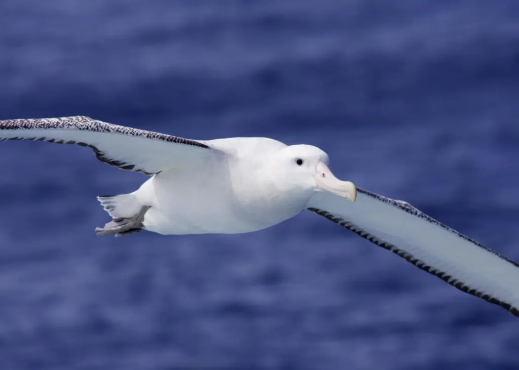 The Yamazaki Double Weight Branchline sinks long line hooks beyond the range of seabirds such as albatrosses