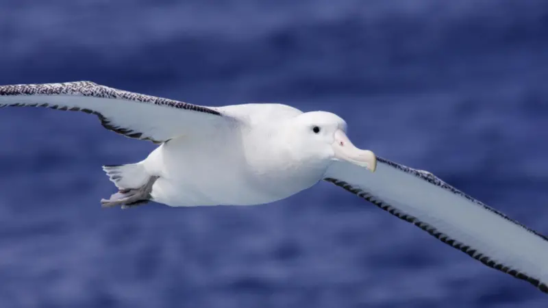 The Yamazaki Double Weight Branchline sinks long line hooks beyond the range of seabirds such as albatrosses