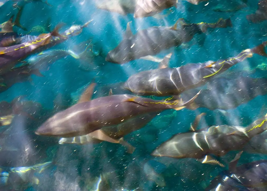 The price per kilo of tuna has increased 38%. © Umami Sustainable Seafood