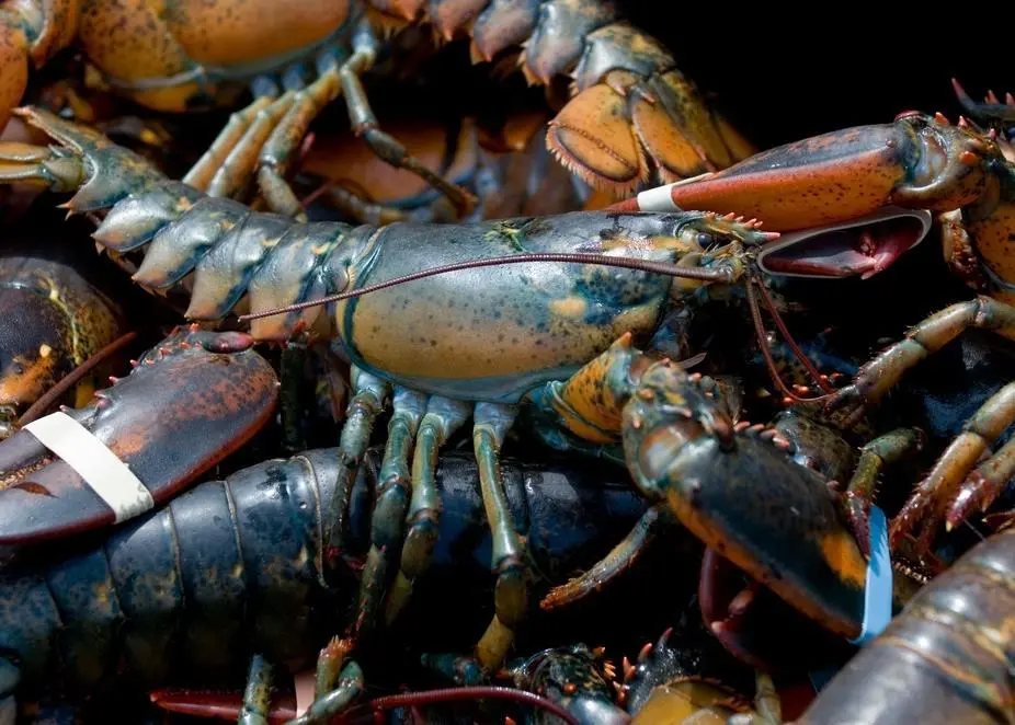 The specially designed circulating tank system is loaded with prime Atlantic lobster ready for road transport