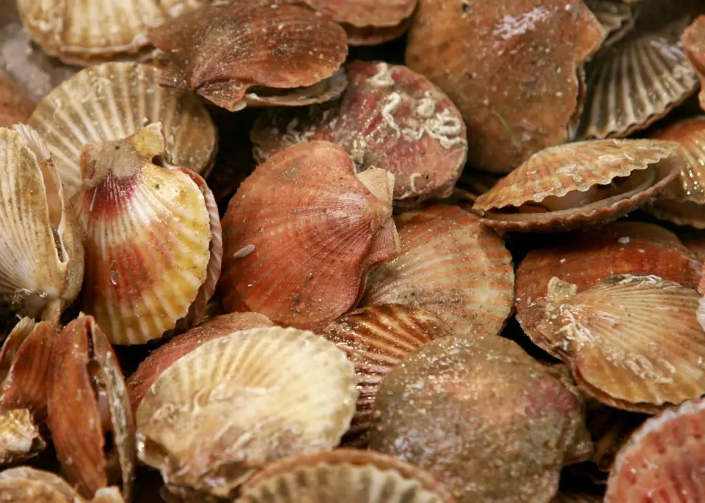 Professor Kaiser: “Our research is focussed on filling the data needs of the Marine Stewardship Council accreditation process for this fishery which provides a challenging, but well directed, path for the science.”