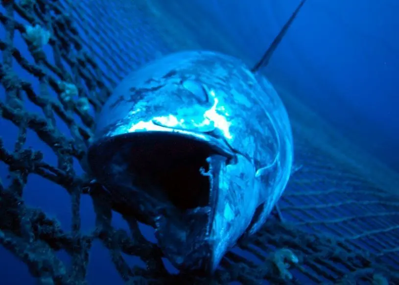 Bluefin tuna. Credit: Marco Care/Marine Photobank