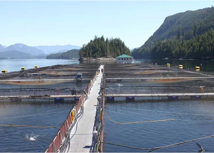 Mainstream Canada is the first salmon farming company in the world to earn Best Aquaculture Practices certification