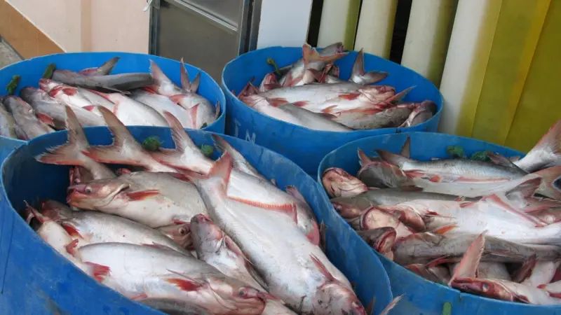 Pangasius, a catfish species farmed mostly in Vietnam, has been substituted for more expensive fish in a number of countries