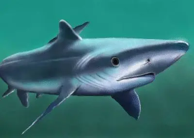 Blue shark. © Fian Arroyo