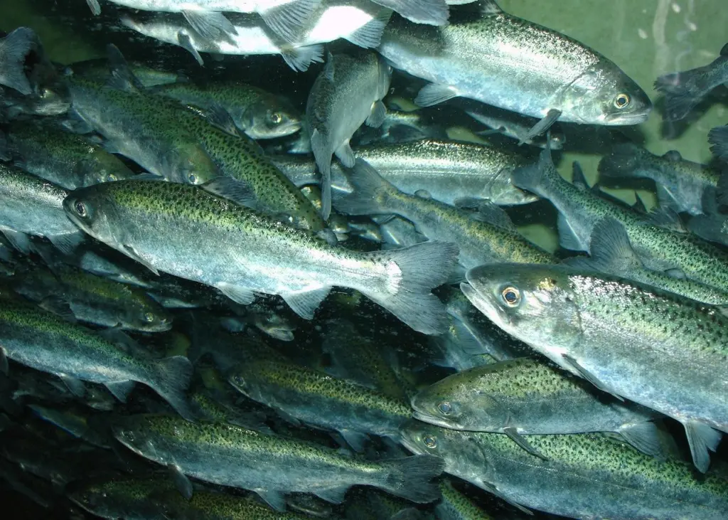 Alaska is North America's largest source of wild-caught salmon, which includes chinook. Credit: Zureks/Wiki