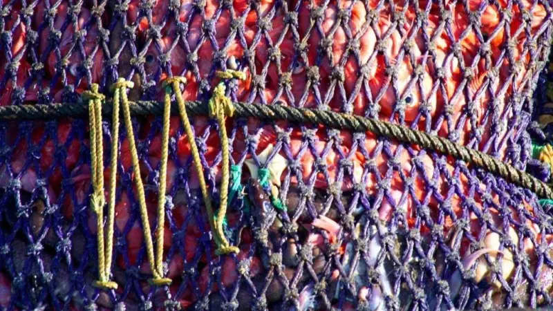 15-20% of the world’s catch comes from IUU. Credit: Greenpeace