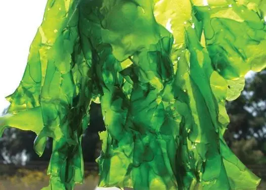 Seakura specialises in producing organic green sea lettuce (Ulva lactuca) and red seaweed (Gracilaria sp.)