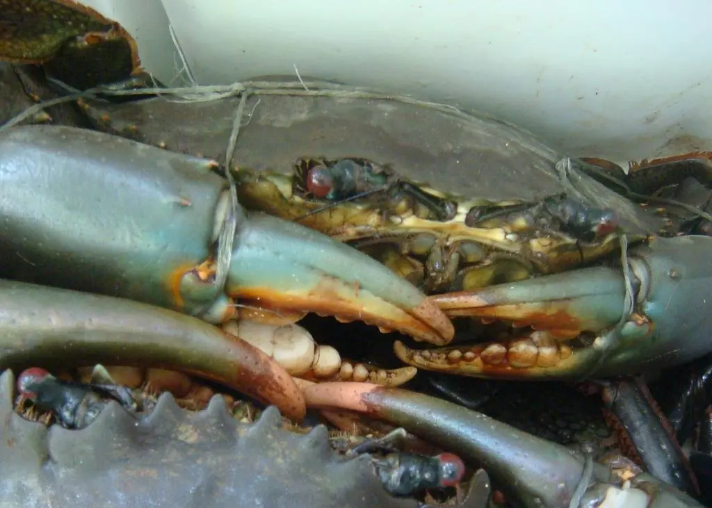Blue crab. Credit: John Starmer/Marine Photobank