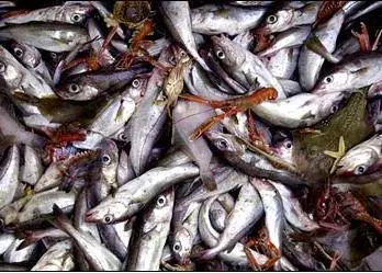 Worldwide overfishing is still an ‘unresolved concern’
