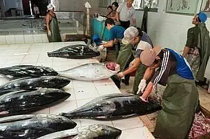 Scientists asked for the fishing of tuna to be cut substantially. © Juergen Freund/WWF Canon