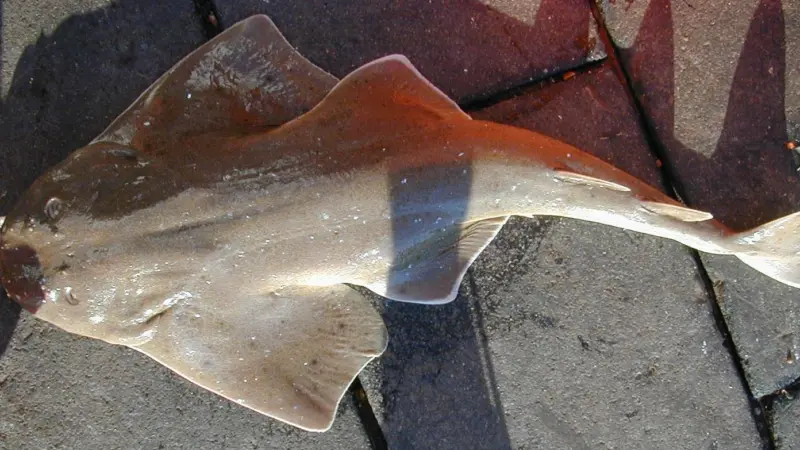 The legislation covers 26 species, including angel sharks, tope sharks, common skate and undulate rays. Credit: NOAA