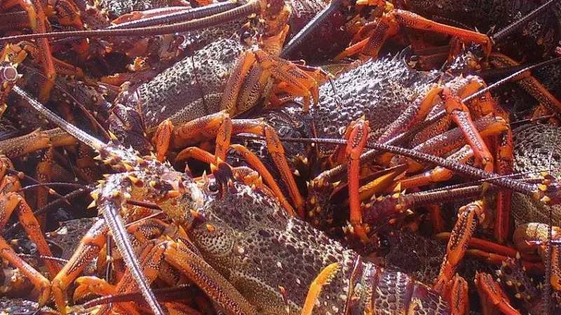 The New Zealand Rock Lobster is a Chinese favourite