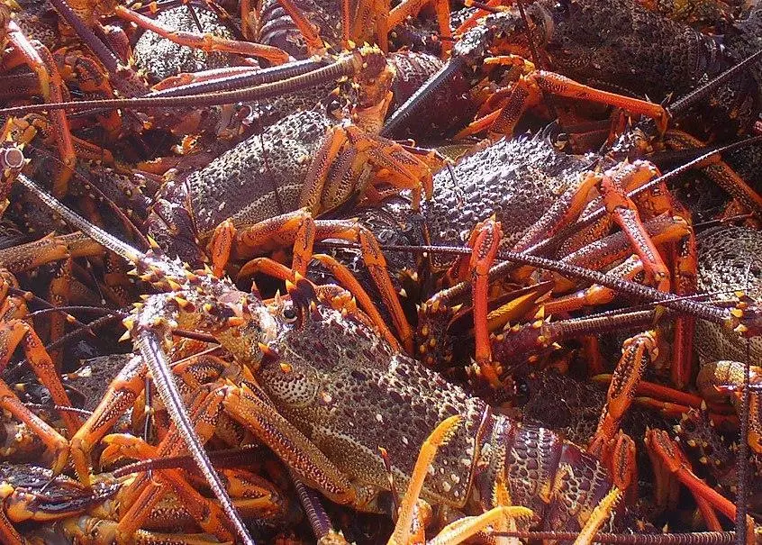 The New Zealand Rock Lobster is a Chinese favourite