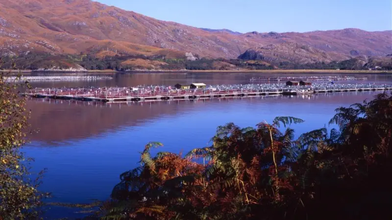 Marine Harvest fish farm in Scotland. Credit: Marine Harvest