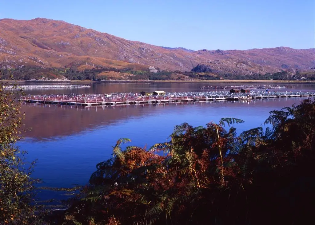 Marine Harvest fish farm in Scotland. Credit: Marine Harvest