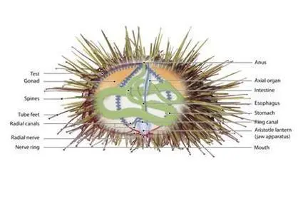 Illustration of the inside of a Sea Urchin. Photo: Vidar Mortensen/Oddvar Dahl. Copyright: Nofima
