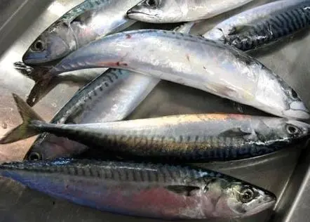 Mackerel - a winner for Scotland Photo: NOAA Northeast Fisheries Science Center