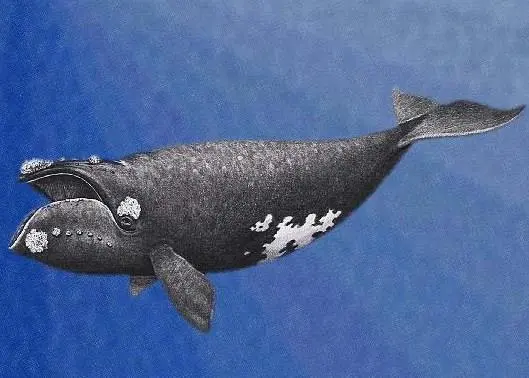 Northern right whale. Credit: NMFS