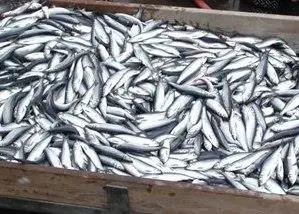 Herring catch