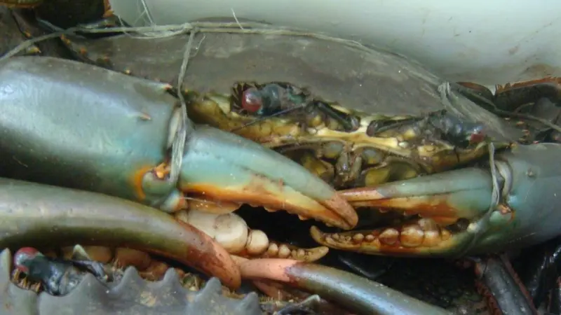 Blue crab Photo: John Starmer/Marine Photobank