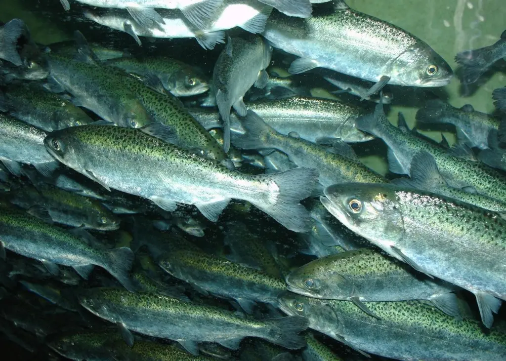 Salmon farms in Nova Scotia – a tricky issue Photo: Zureks/Wiki