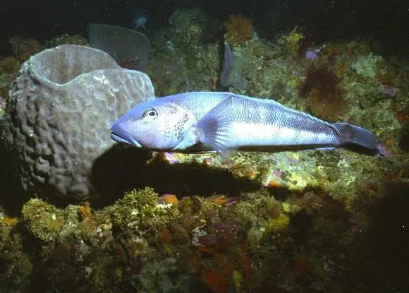 Blue cod. Credit: New Zealand Ministry of Fisheries