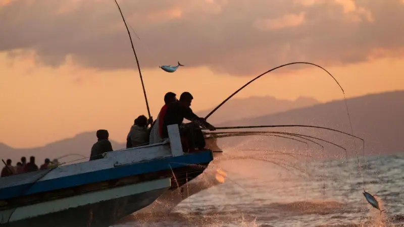 Pole-and-line fisheries need 25,000t of baitfish to catch tuna each year