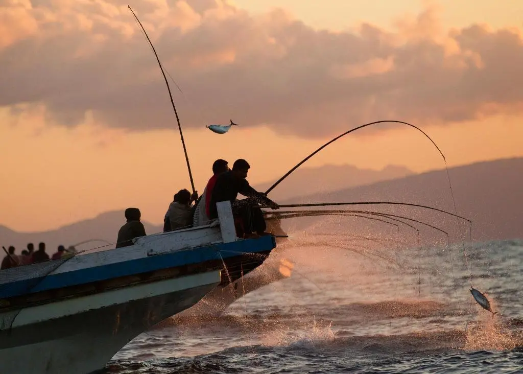 Pole-and-line fisheries need 25,000t of baitfish to catch tuna each year