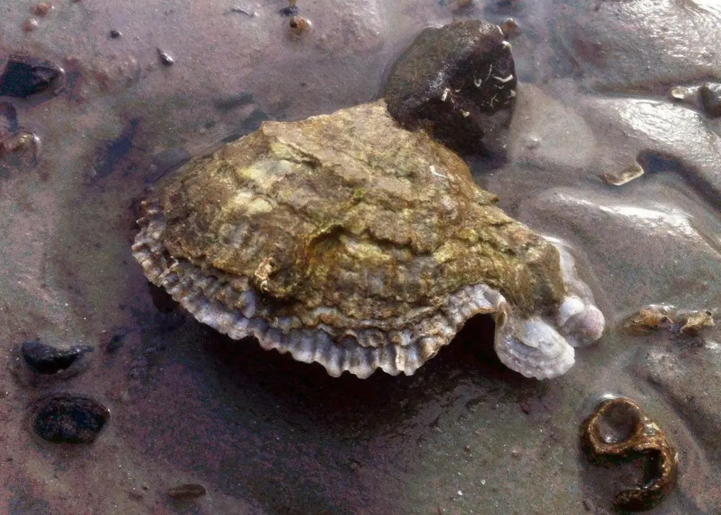 The European flat oyster