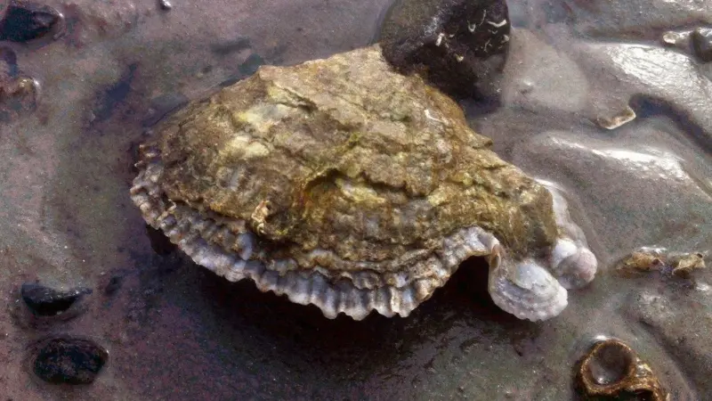 The European flat oyster