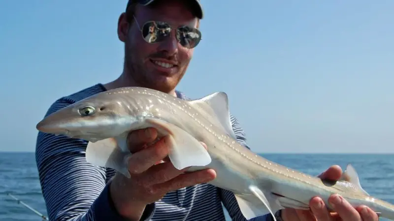 Pieter Beelen of Sportvisserij Nederland with a Dutch smoothhound. © SSACN