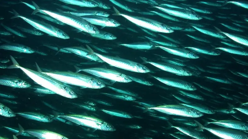 New Zealand has catalogued all of its known living and fossil life. Credit: NMFS/Southwest Fisheries Science Center