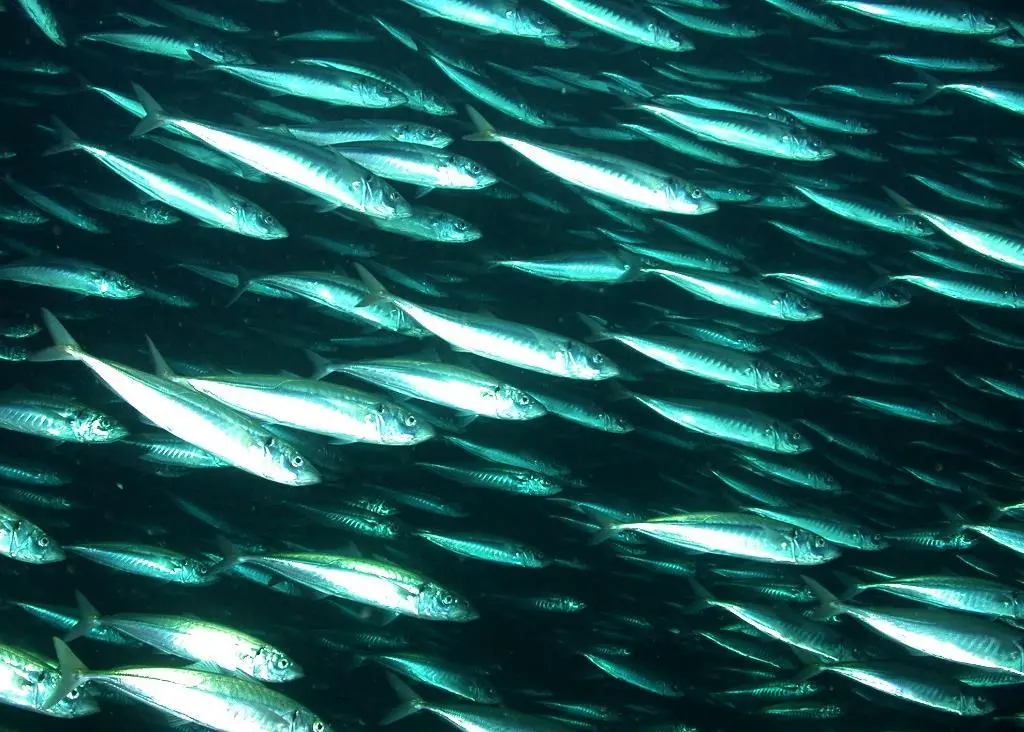 New Zealand has catalogued all of its known living and fossil life. Credit: NMFS/Southwest Fisheries Science Center