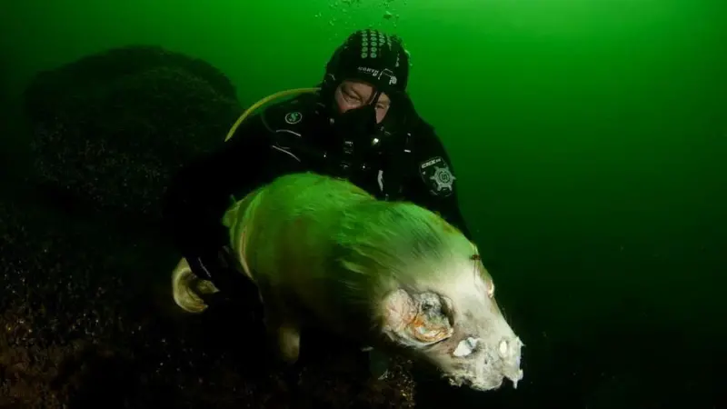Dead grey seal (Halichoerus grypus), Bogskär, South of Åland Islands, Finland. © OCEANA/ Carlos Suárez