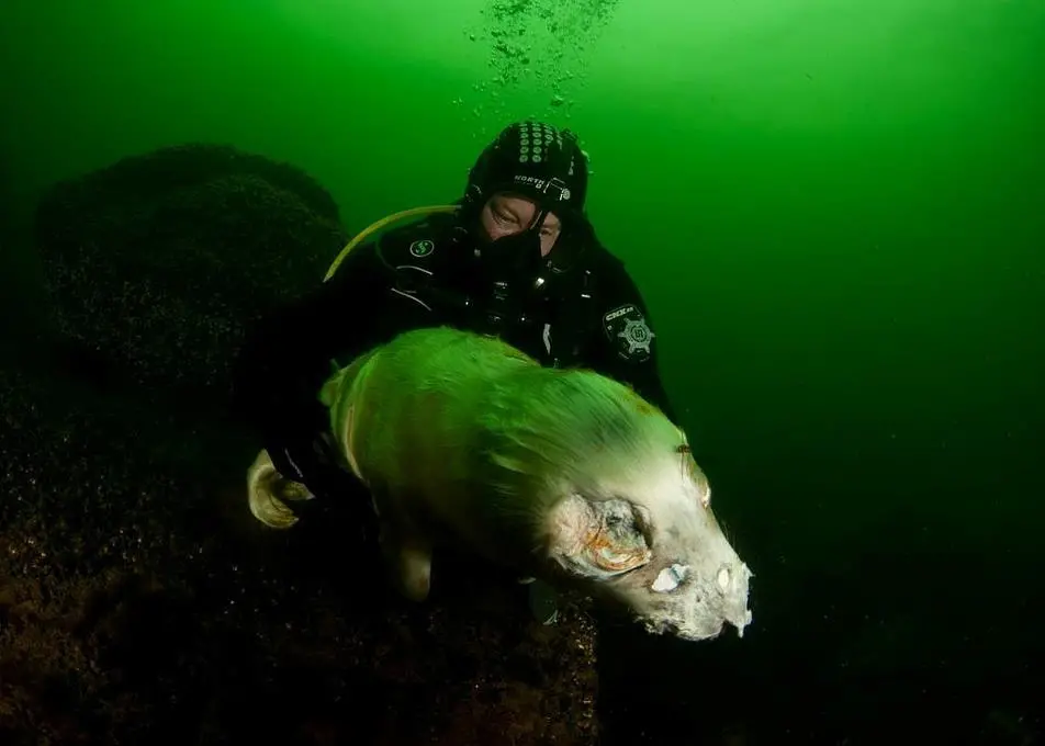 Dead grey seal (Halichoerus grypus), Bogskär, South of Åland Islands, Finland. © OCEANA/ Carlos Suárez