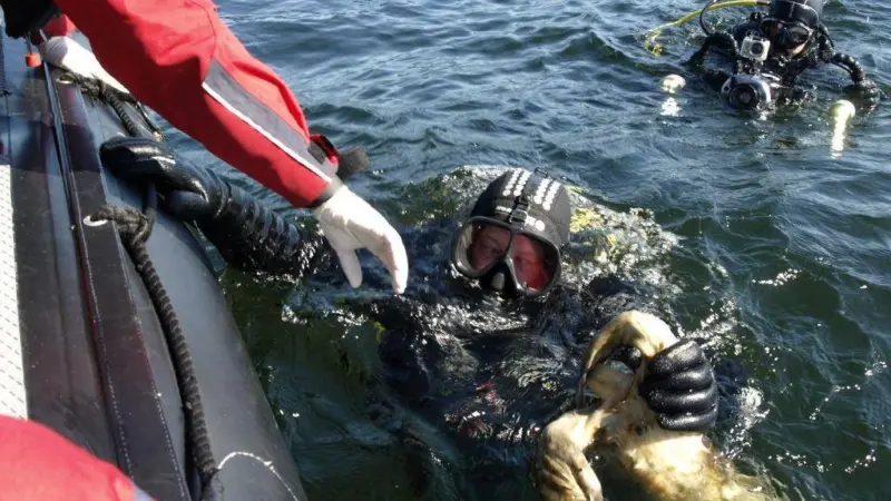 Retrieving dead grey seals (Halichoerus grypus), Bogskär, South of Åland Islands, Finland.