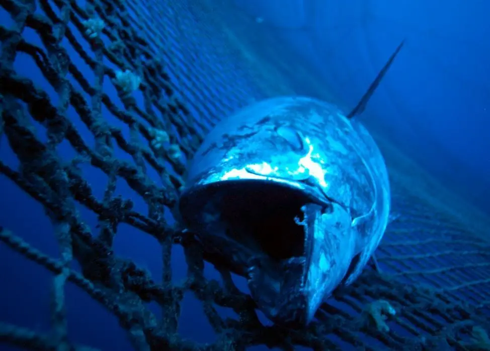 Bluefin tuna have carried radioactivity to the waters off California. Credit: Marco Care/Marine Photobank