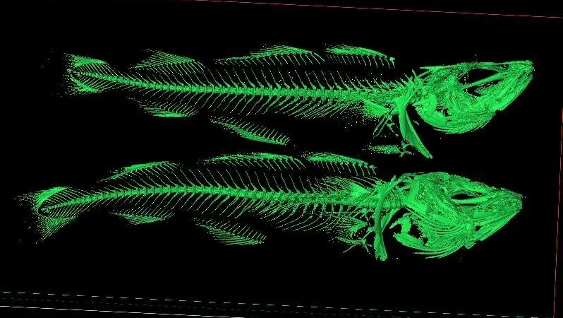 Cod skeleton