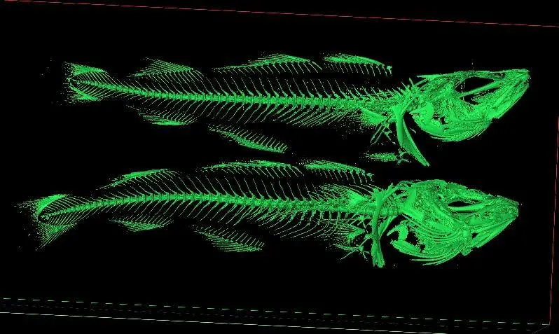 Cod skeleton