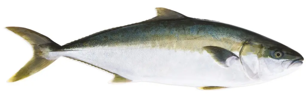 Clean Seas’ farmed yellowtail kingfish is regarded as a higher-quality product than its wild cousin