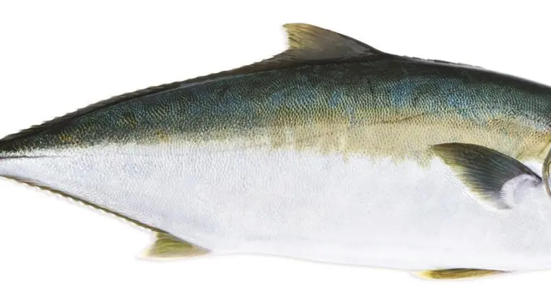 Clean Seas’ farmed yellowtail kingfish is regarded as a higher-quality product than its wild cousin