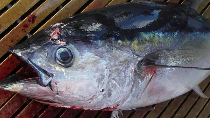 Yellowfin tuna. Credit: NOAA