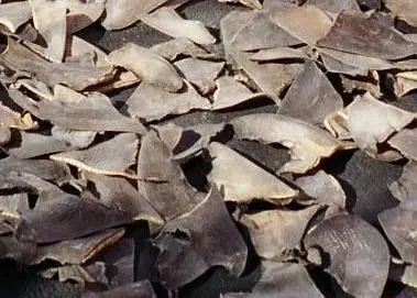 Shark fins. Credit: NOAA